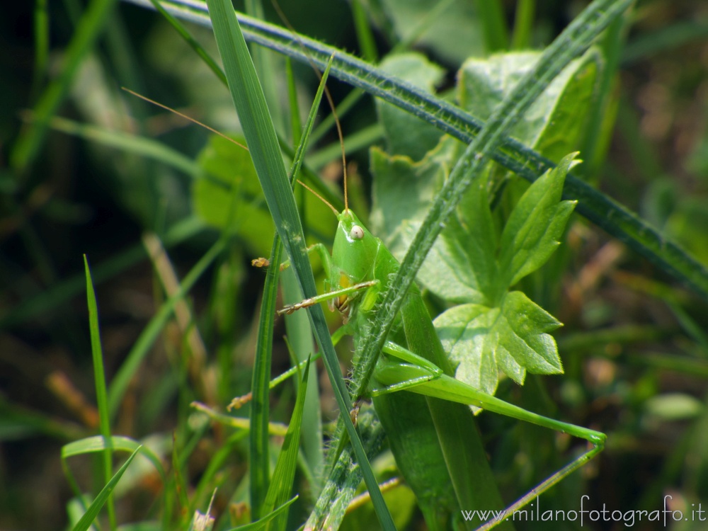 Cadrezzate (Varese, Italy) - Grasshopper Ruspolia nitidula